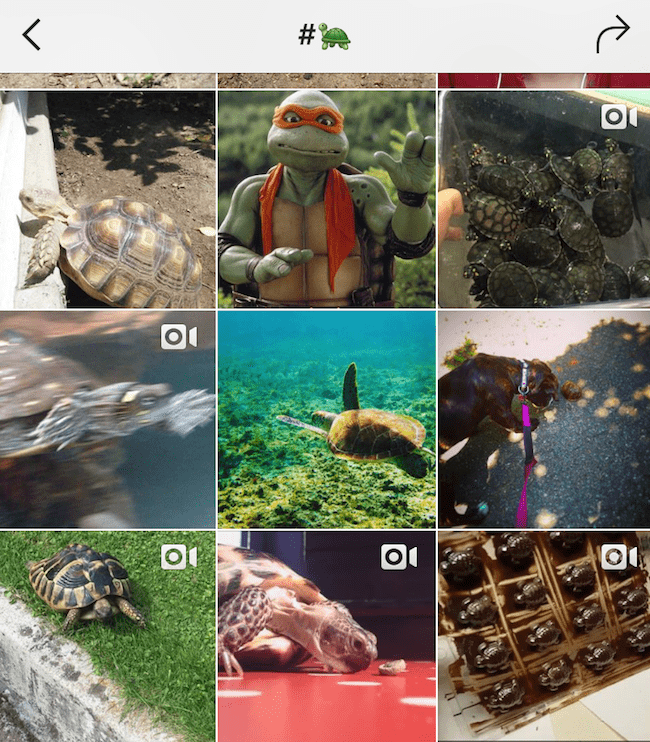 Screenshot of Instagram search of emoji turtle hashtag