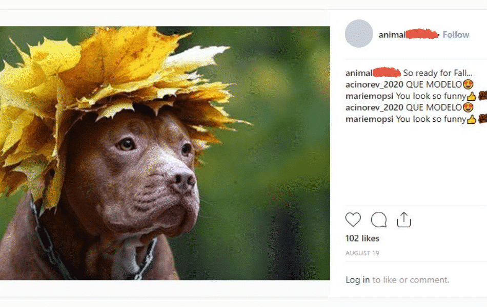 dog wearing a leaf hat